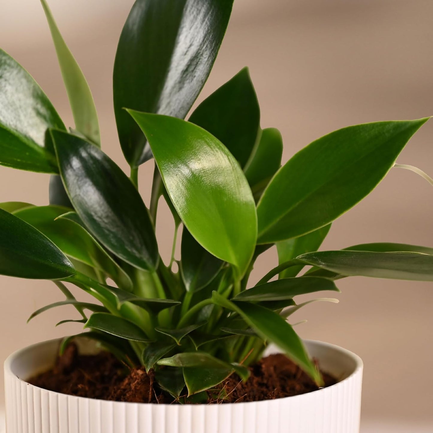 Ugaoo Philodendron Birkin Plant with Ibiza Pot