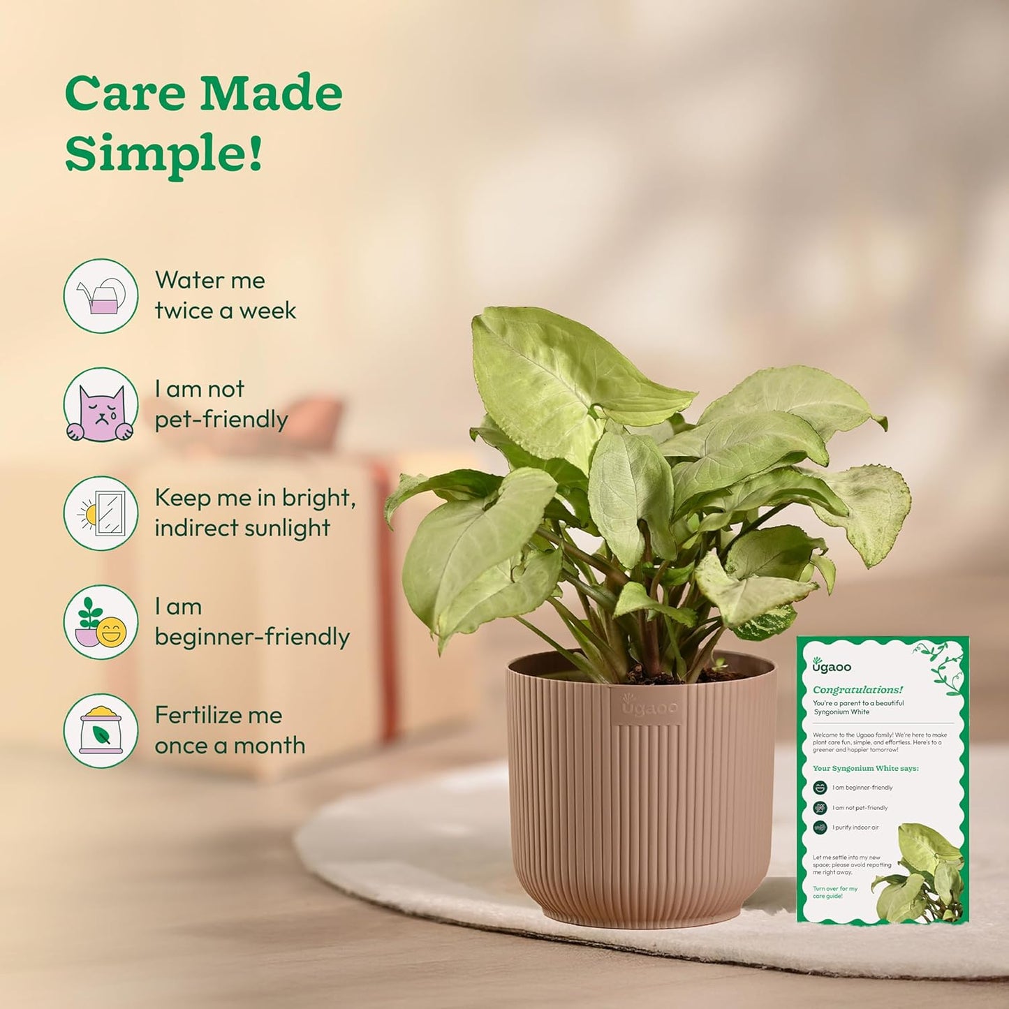 Ugaoo Syngonium White Plant with Ibiza Pot