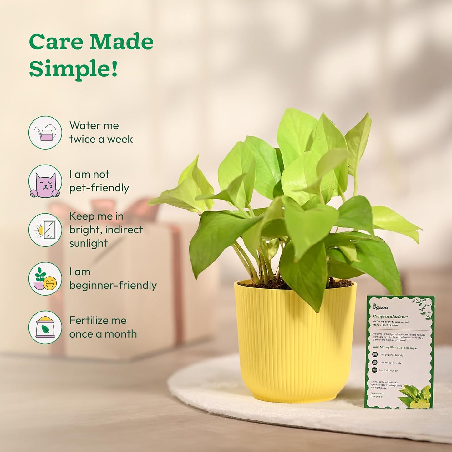 Ugaoo Money Plant Golden with Ibiza Pot