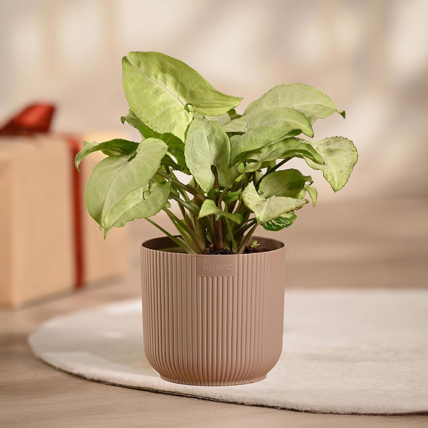 Ugaoo Syngonium White Plant with Ibiza Pot