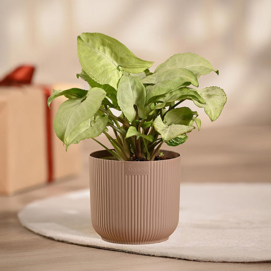 Ugaoo Syngonium White Plant with Ibiza Pot