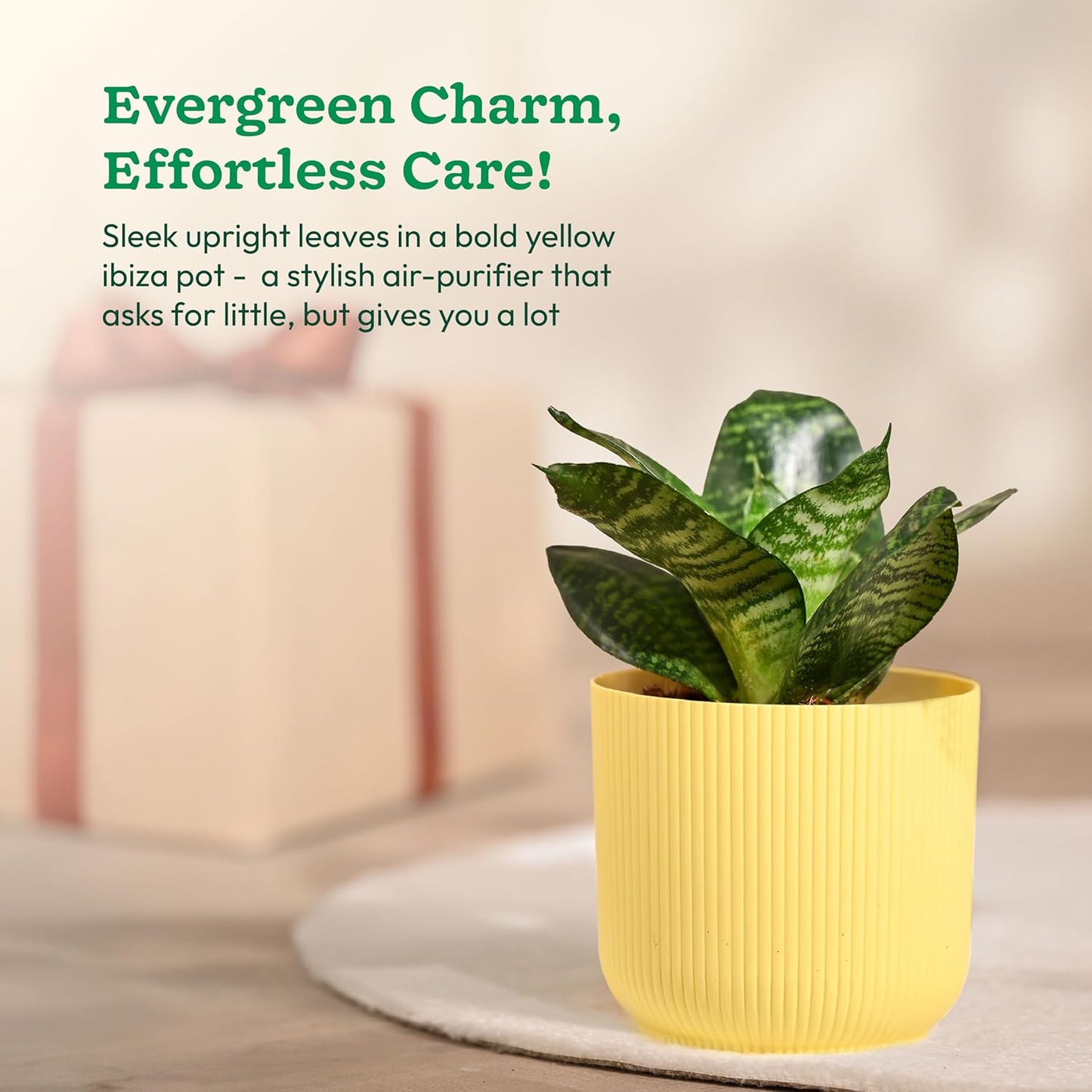 Ugaoo Snake Plant with Ibiza Pot