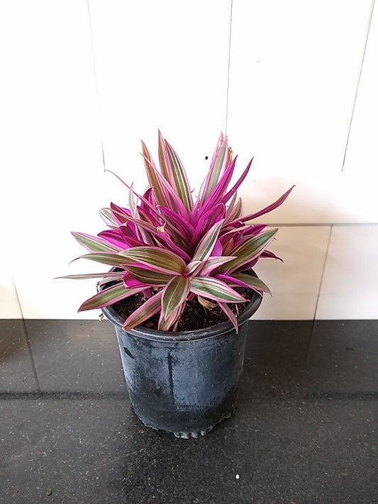 Oyster Plant