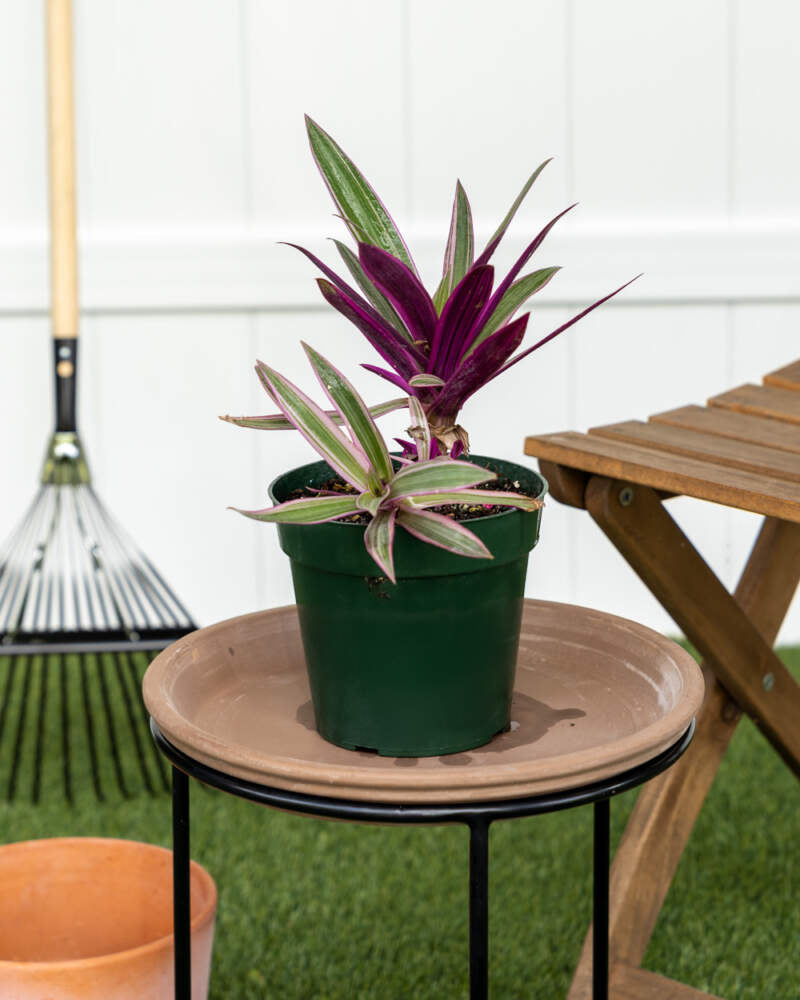 Oyster Plant